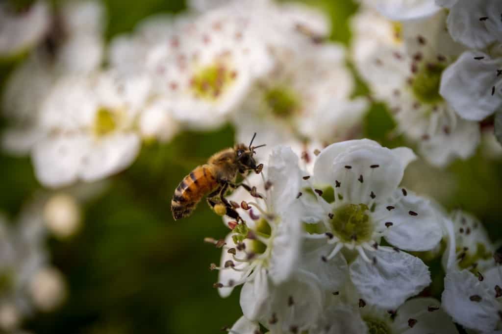 abejas