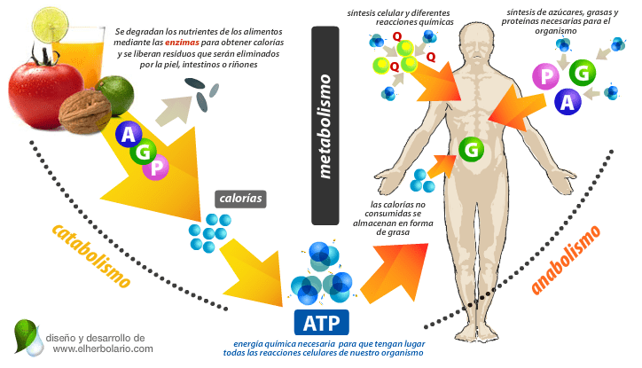 efectos metabólicos